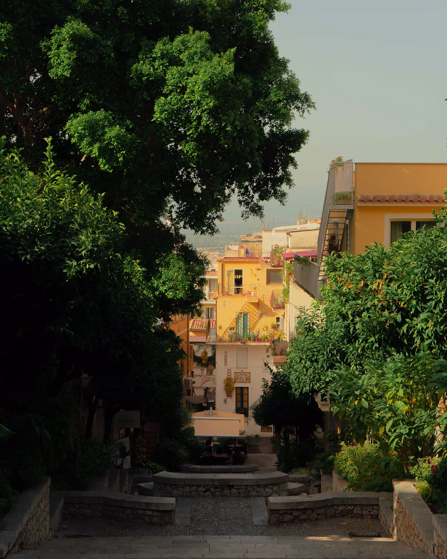 A large tree with lush green leaves, standing infront of stairs down to an old town