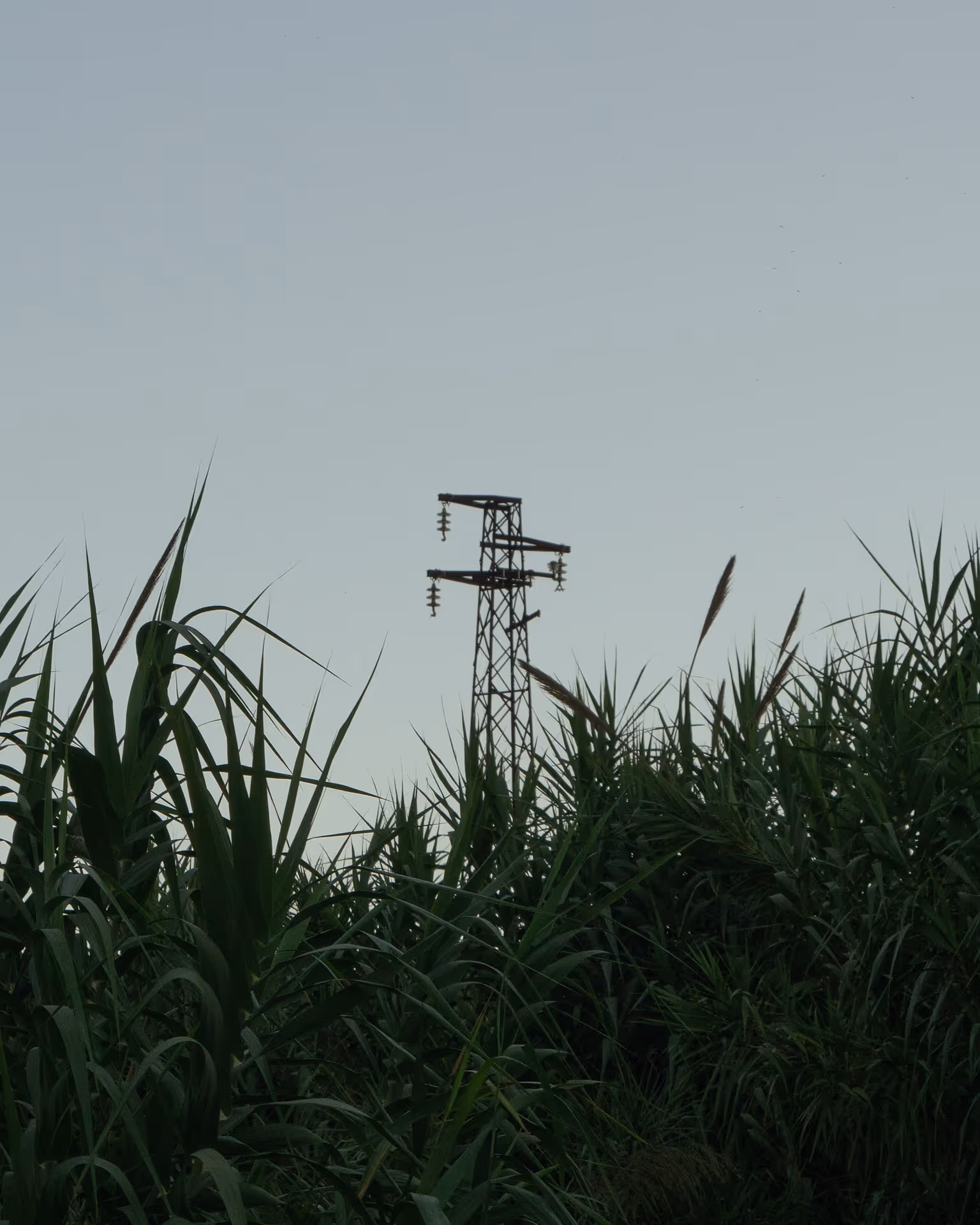 Green crops in the foreground with power lines in the background